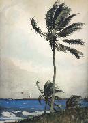 Winslow Homer Palm Tree,Nassau (mk44) oil on canvas